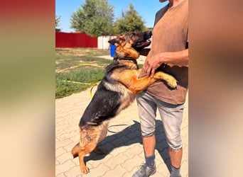 Luna, bildhübscher Deutscher Schäferhund mit Ausbrecher Potential geb.06/2024