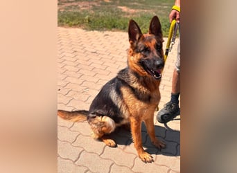 Luna, bildhübscher Deutscher Schäferhund mit Ausbrecher Potential geb.06/2024