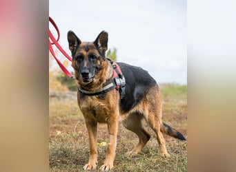 Borcsa SI, lieb, treu, sanft