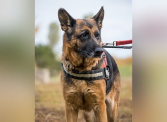 Borcsa SI, lieb, treu, sanft