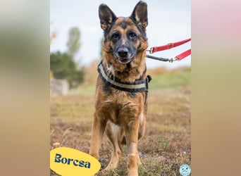 Borcsa SI, lieb, treu, sanft