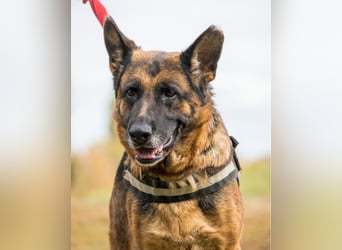 Borcsa SI, lieb, treu, sanft