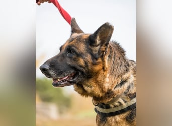 Borcsa SI, lieb, treu, sanft