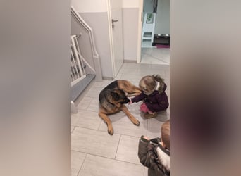 Rex, Deutscher Schäferhund, 6 Jahre, kastriert