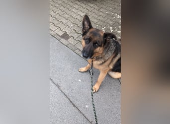 Rex, Deutscher Schäferhund, 6 Jahre, kastriert