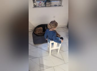 Rex, Deutscher Schäferhund, 6 Jahre, kastriert