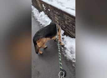 Rex, Deutscher Schäferhund, 6 Jahre, kastriert