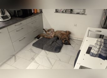 Rex, Deutscher Schäferhund, 6 Jahre, kastriert