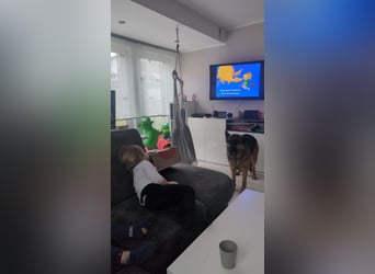 Rex, Deutscher Schäferhund, 6 Jahre, kastriert