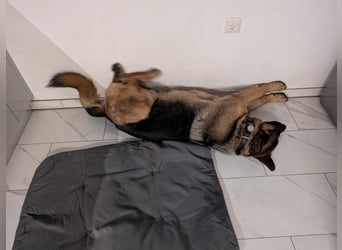 Rex, Deutscher Schäferhund, 6 Jahre, kastriert