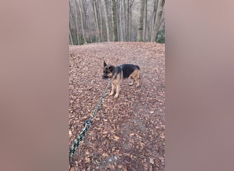 Rex, Deutscher Schäferhund, 6 Jahre, kastriert