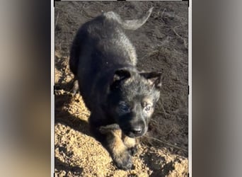 Von Tannengrunder Wald Schäferhund aus der Leistungszucht