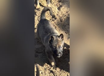 Von Tannengrunder Wald Schäferhund aus der Leistungszucht