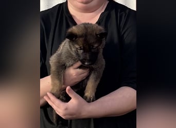 Von Tannengrunder Wald Schäferhund aus der Leistungszucht