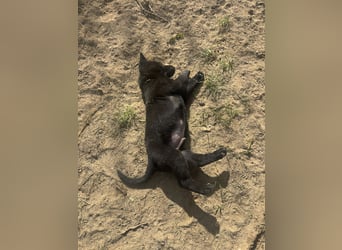 Von Tannengrunder Wald Schäferhund aus der Leistungszucht