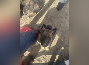 Von Tannengrunder Wald Schäferhund aus der Leistungszucht