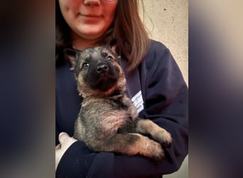 Von Tannengrunder Wald Schäferhund aus der Leistungszucht