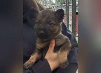 Von Tannengrunder Wald Schäferhund aus der Leistungszucht