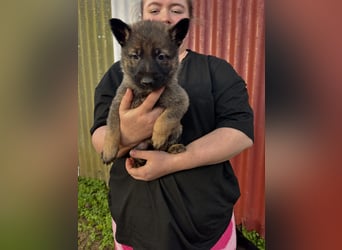 Von Tannengrunder Wald Schäferhund aus der Leistungszucht