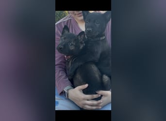 Von Tannengrunder Wald Schäferhund aus der Leistungszucht