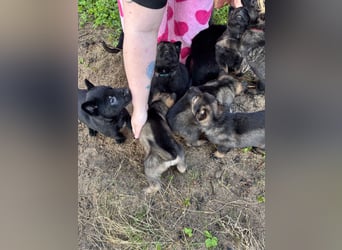 Von Tannengrunder Wald Schäferhund aus der Leistungszucht