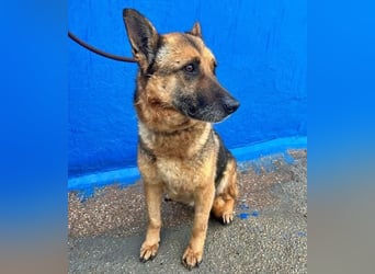 NORA mit den treuesten Augen