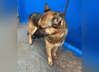 NORA mit den treuesten Augen