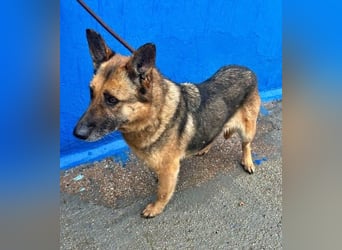 NORA mit den treuesten Augen