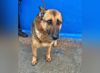 NORA mit den treuesten Augen