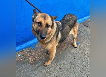 NORA mit den treuesten Augen