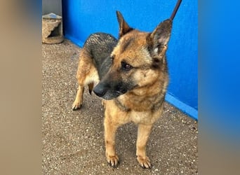 NORA mit den treuesten Augen