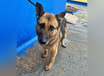 NORA mit den treuesten Augen