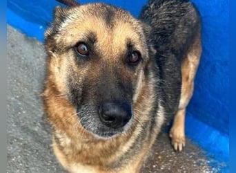 NORA mit den treuesten Augen