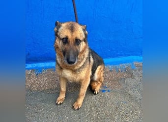 NORA mit den treuesten Augen