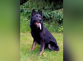 DSH Welpe Hündin, gerader Rücken
