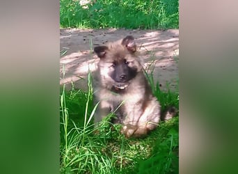 DSH Welpe Hündin, gerader Rücken