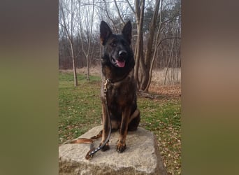 Deutsche Schäferhündin, gerader Rücken m.P.