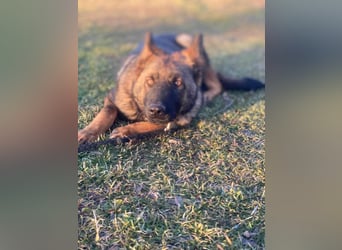 ZEUS - aktiver Bub sucht seine Menschen