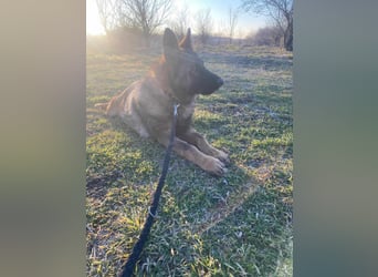 ZEUS - aktiver Bub sucht seine Menschen