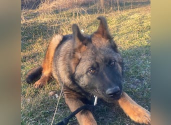 ZEUS - aktiver Bub sucht seine Menschen