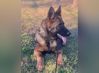 ZEUS - aktiver Bub sucht seine Menschen