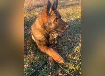 ZEUS - aktiver Bub sucht seine Menschen