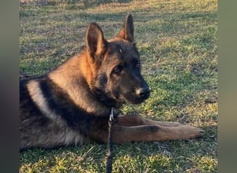 ZEUS - aktiver Bub sucht seine Menschen