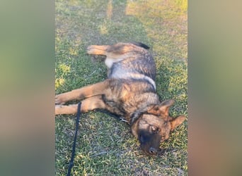 ZEUS - aktiver Bub sucht seine Menschen