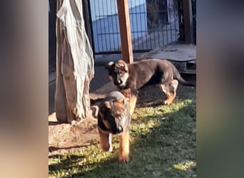 DSH-Welpen zu verkaufen