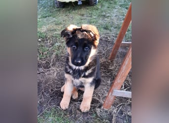 DSH-Welpen zu verkaufen