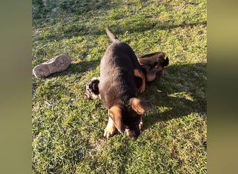 DSH-Welpen zu verkaufen