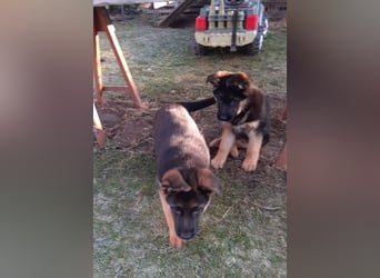 DSH-Welpen zu verkaufen