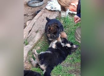 DSH-Welpen zu verkaufen