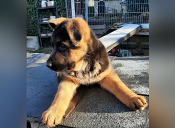 DSH-Welpen zu verkaufen